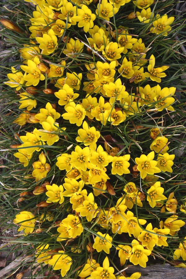 Image of Nothoscordum sellowianum taken at Juniper Level Botanic Gdn, NC by JLBG