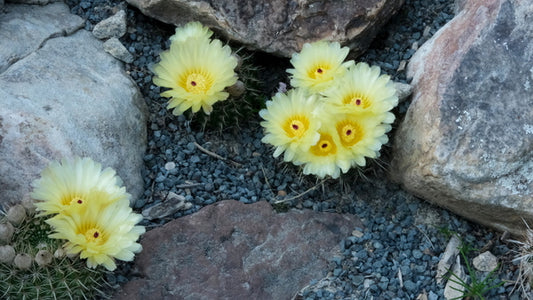 Image of Notocactus floricomus taken at Juniper Level Botanic Gdn, NC by JLBG