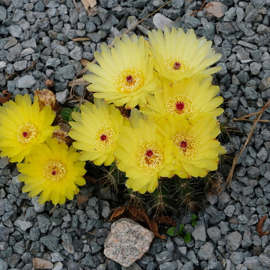 Image of Notocactus laetivirens taken at Juniper Level Botanic Gdn, NC by JLBG