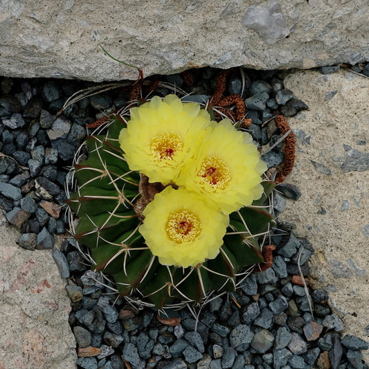 Image of Notocactus macracanthus taken at Juniper Level Botanic Gdn, NC by JLBG