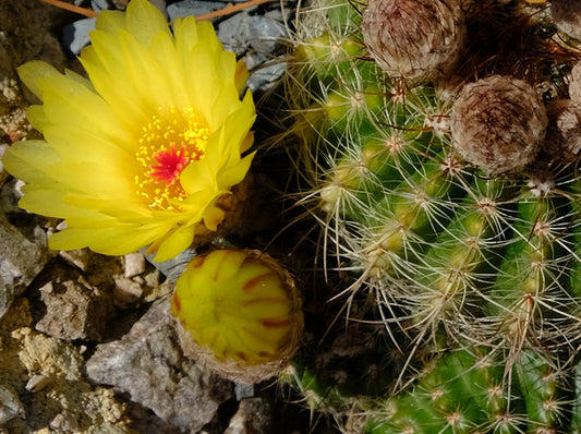 Image of Notocactus x ottoluteus (Yellow Flower) taken at Juniper Level Botanic Gdn, NC by JLBG