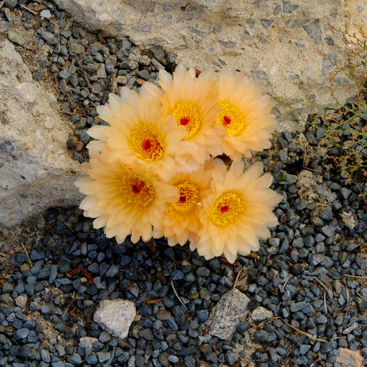 Image of Notocactus x ottoluteus taken at Juniper Level Botanic Gdn, NC by JLBG