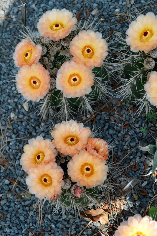 Image of Notocactus x subluteus taken at Juniper Level Botanic Gdn, NC by JLBG