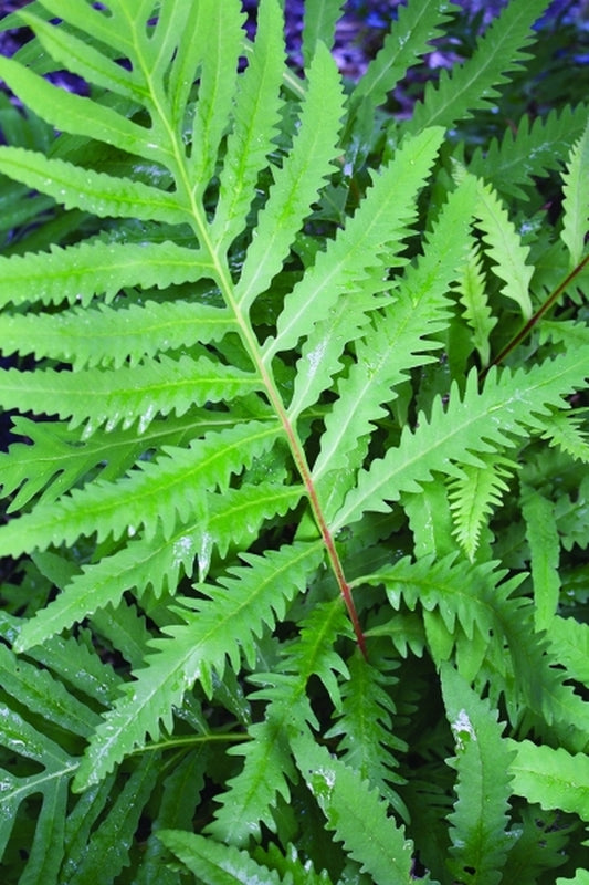 Image of Onoclea sensibilis 'Supersize' taken at Juniper Level Botanic Gdn, NC by JLBG