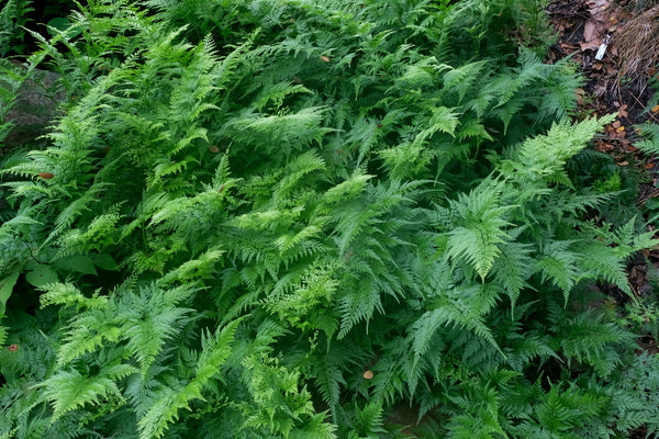 Image of Onychium japonicum 'Sichuan Lace' taken at Juniper Level Botanic Gdn, NC by JLBG
