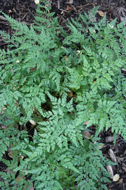 Image of Onychium japonicum 'Waterfall Trail' taken at Juniper Level Botanic Gdn, NC by JLBG