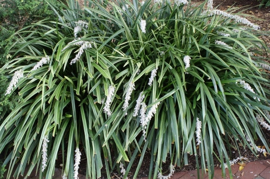 Image of Ophiopogon jaburan 'Vittatus' taken at Juniper Level Botanic Gdn, NC by JLBG