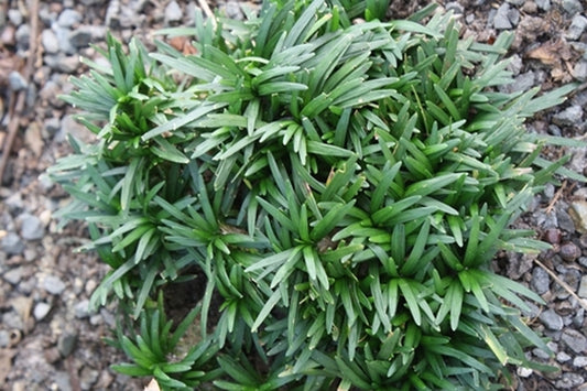 Image of Ophiopogon japonicus 'Bluebird' taken at Juniper Level Botanic Gdn, NC by JLBG