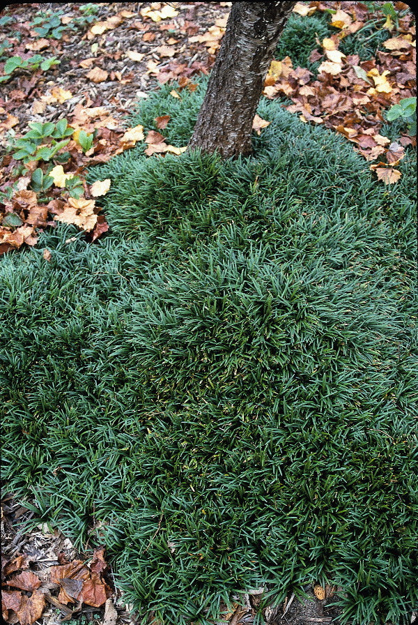 Image of Ophiopogon japonicus 'Gyoku Ryu' taken at Juniper Level Botanic Gdn, NC by JLBG