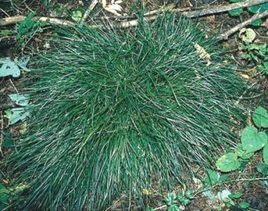 Image of Ophiopogon japonicus 'Seoulitary Man' taken at In Situ, Ullung Island, Korea