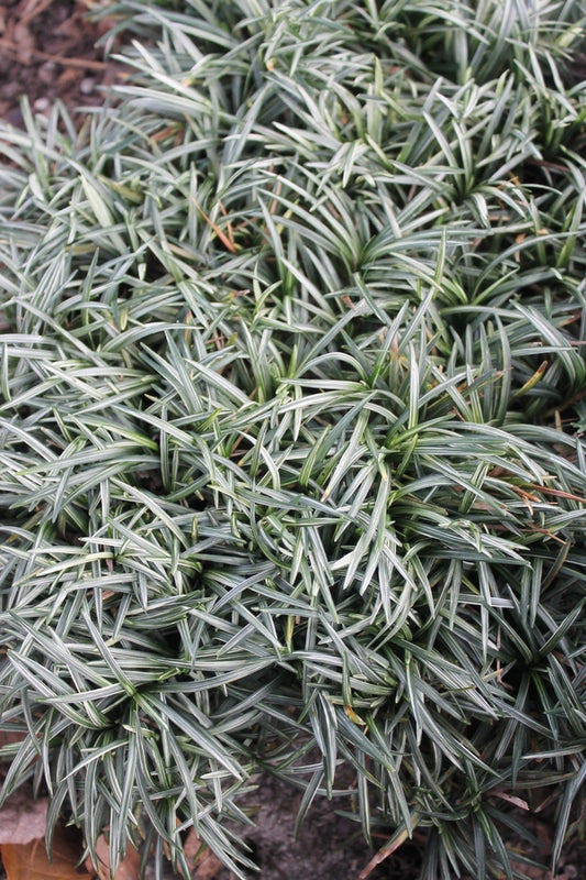 Image of Ophiopogon japonicus 'Snow Globe' taken at Juniper Level Botanic Gdn, NC by JLBG