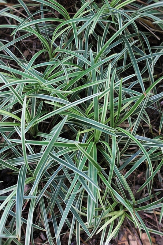 Image of Ophiopogon planiscapus 'Haku ryu Ko' taken at Juniper Level Botanic Gdn, NC by JLBG
