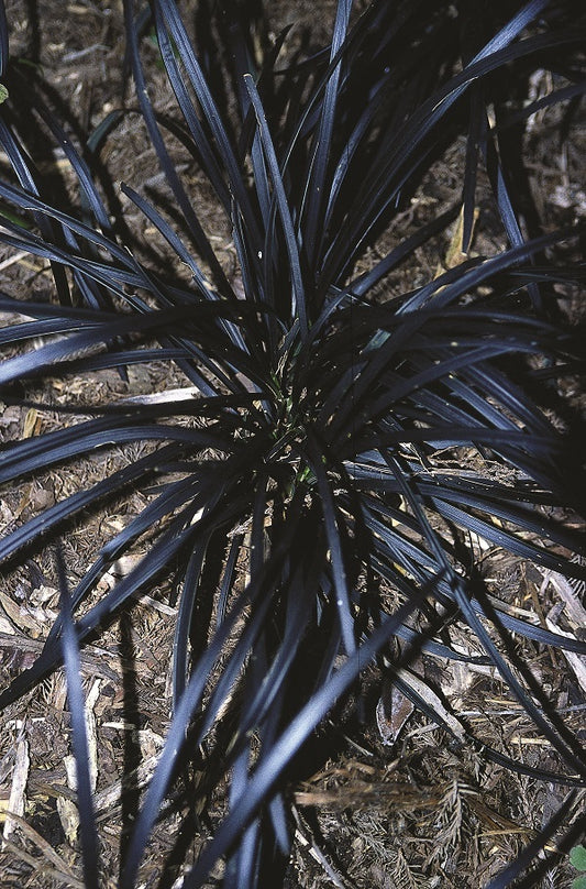 Image of Ophiopogon planiscapus 'Kokuryu' taken at Juniper Level Botanic Gdn, NC by JLBG