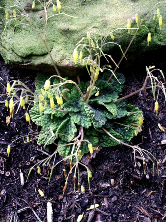 Image of Oreocharis pankaiyuae taken at Juniper Level Botanic Gdn, NC by JLBG