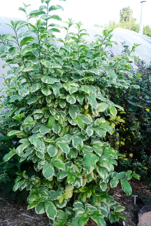 Image of Orixa japonica 'Pearl Frost' taken at Juniper Level Botanic Gdn, NC by JLBG