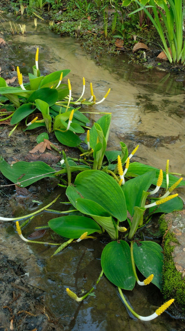 Image of Orontium aquaticum 'Tidewater' taken at Juniper Level Botanic Gdn, NC by JLBG