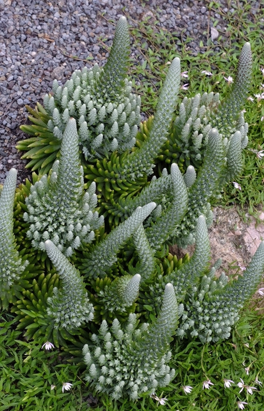 Image of Orostachys 'Crazy Eddie' taken at Juniper Level Botanic Gdn, NC by JLBG