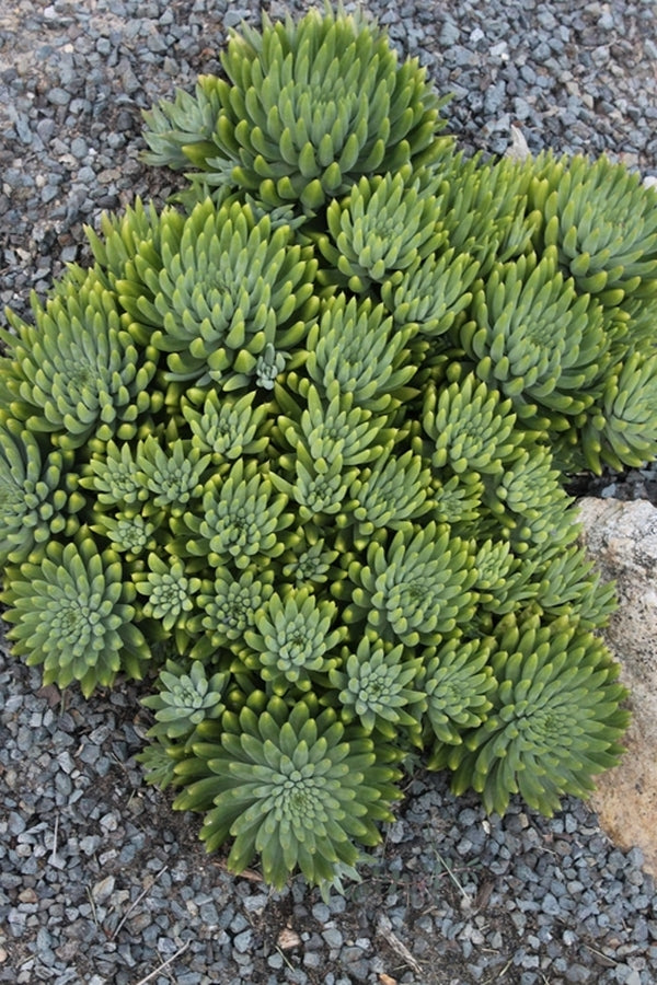Image of Orostachys 'Crazy Eddie' taken at Juniper Level Botanic Gdn, NC by JLBG