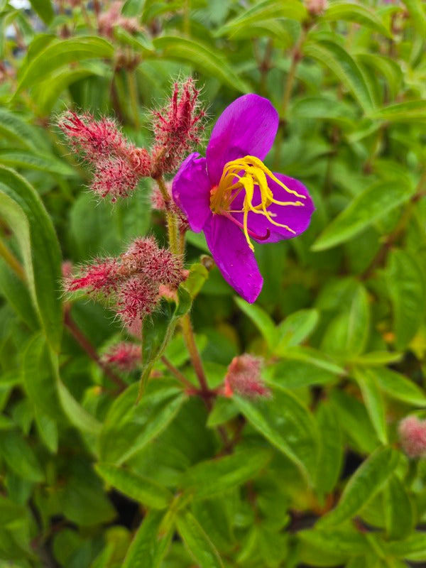 Image of Osbeckia stellata var. crinita 'Cangshan' taken at Juniper Level Botanic Gdn, NC by JLBG