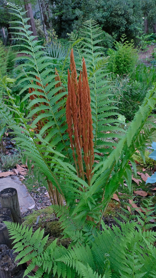 Image of Osmunda cinnamomea taken at Juniper Level Botanic Gdn, NC by JLBG