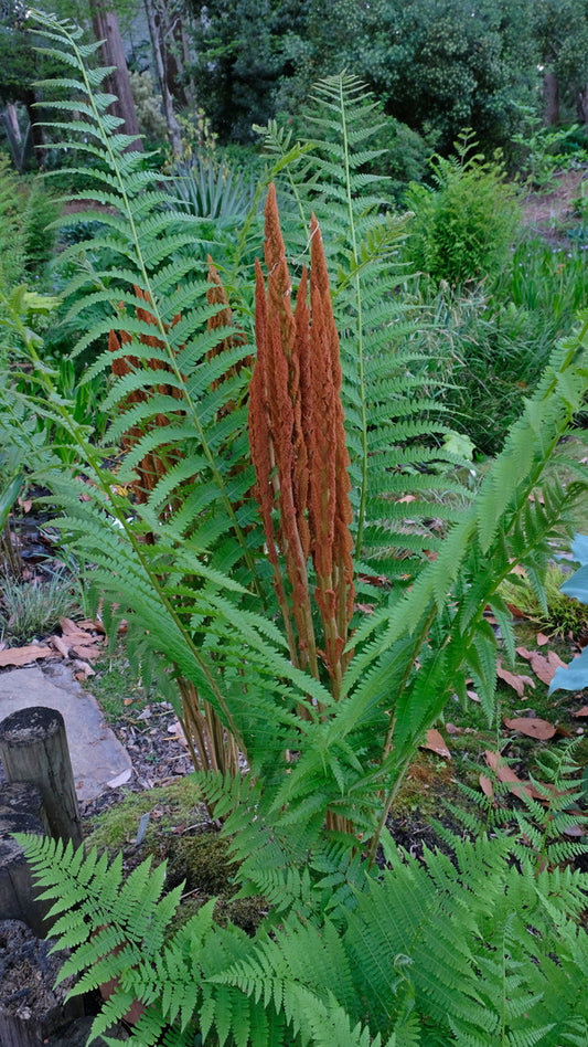 Image of Osmunda cinnamomea taken at Juniper Level Botanic Gdn, NC by JLBG