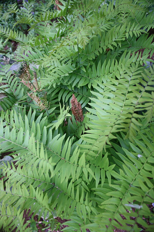 Image of Osmunda japonica taken at Juniper Level Botanic Gdn, NC by JLBG