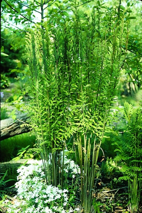 Image of Osmunda spectabilis taken at Juniper Level Botanic Gdn, NC by JLBG