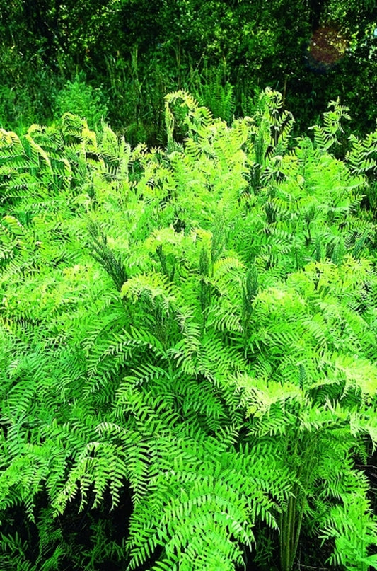 Image of Osmunda spectabilis taken at Juniper Level Botanic Gdn, NC by JLBG