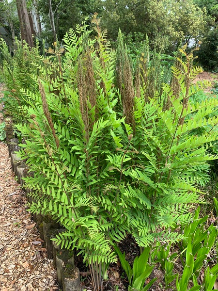 Image of Osmunda spectabilis taken at Juniper Level Botanic Garden, Raleigh NC by Lidia Churakova
