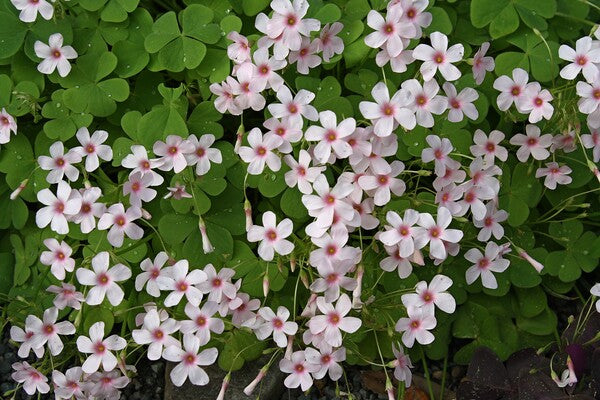 Image of Oxalis crassipes 'Cherry Spritzer' taken at Juniper Level Botanic Gdn, NC