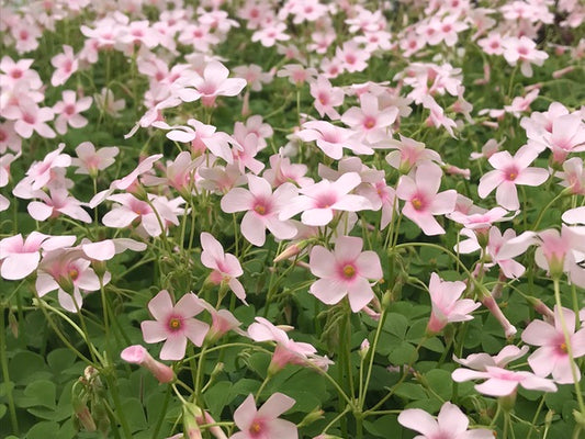 Image of Oxalis crassipes 'Cherry Spritzer' taken at Juniper Level Botanic Gdn, NC by C. Hardison