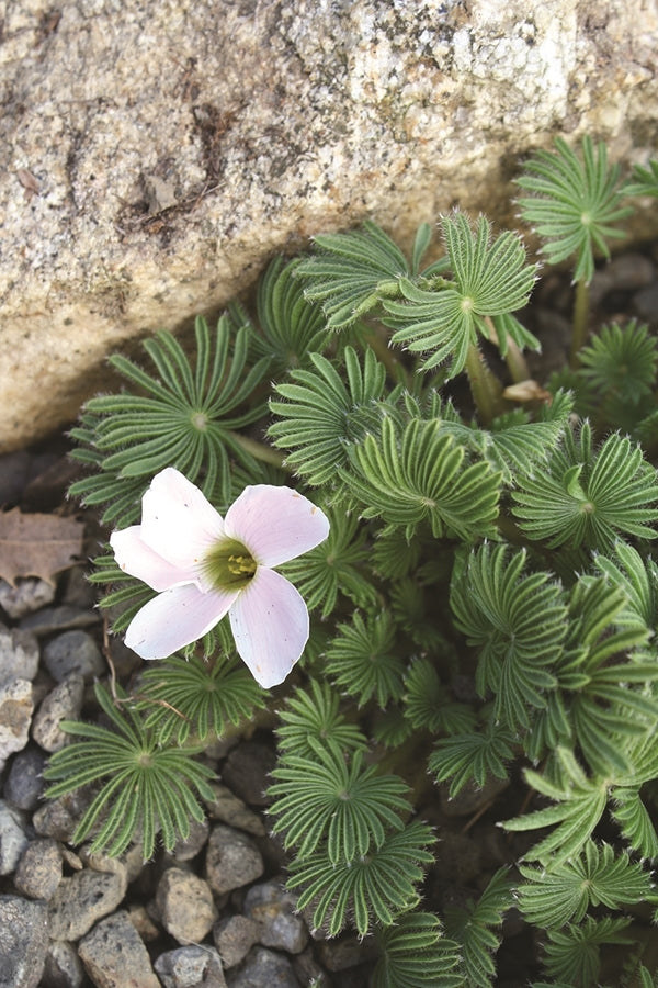 succulent oxtail plant Oxalis palmifrons