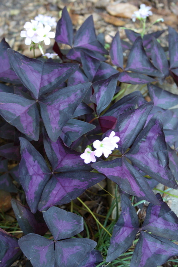 Image of Oxalis triangularis 'Atropurpurea' taken at Juniper Level Botanic Gdn, NC by JLBG