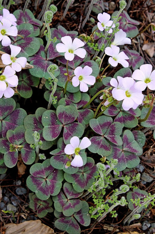 Image of Oxalis violacea 'Tyrian Purple' taken at Juniper Level Botanic Gdn, NC by JLBG