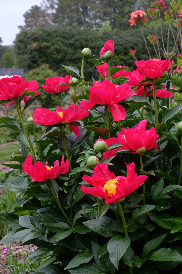 Image of Paeonia 'America' taken at Juniper Level Botanic Gdn, NC by JLBG