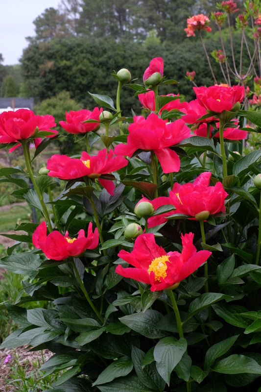 Image of Paeonia 'America' taken at Juniper Level Botanic Gdn, NC by JLBG