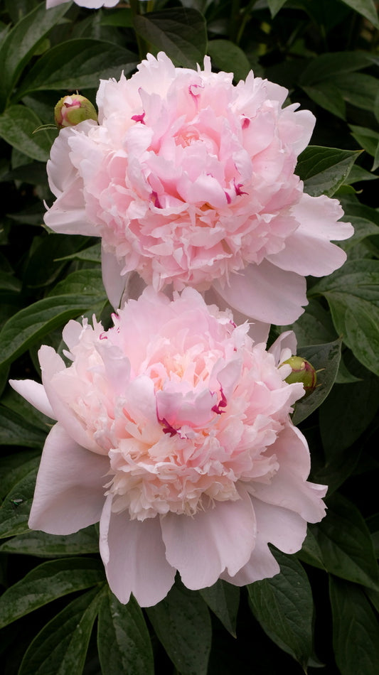 Image of Paeonia 'Angel Cheeks' taken at Juniper Level Botanic Gdn, NC by JLBG