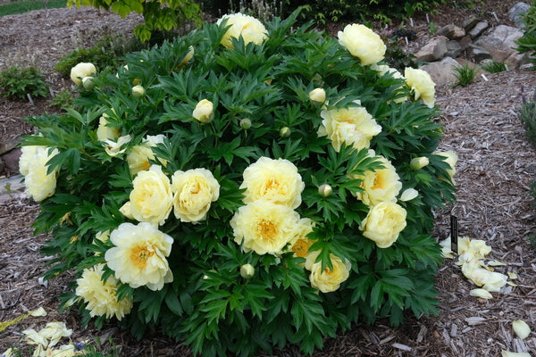 Image of Paeonia 'Bartzella' taken at Juniper Level Botanic Garden, Raleigh NC by JLBG