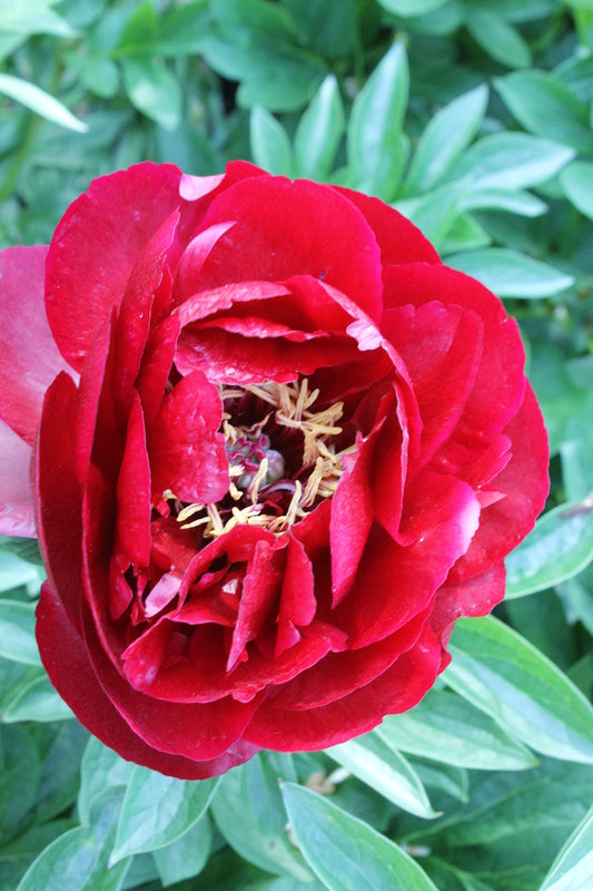Image of Paeonia 'Buckeye Belle' taken at Goteborg BG, Sweden by JLBG
