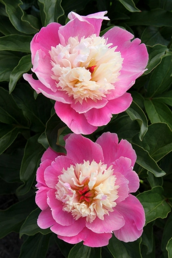 Image of Paeonia 'Cora Stubbs' taken at Juniper Level Botanic Gdn, NC by JLBG