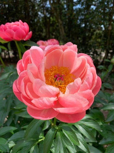 Image of Paeonia 'Coral Charm' taken at Juniper Level Botanic Gdn, NC by Lidia Churakova
