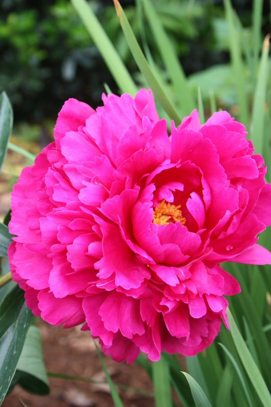 Image of Paeonia 'Kansas' taken at Juniper Level Botanic Gdn, NC by jlbg
