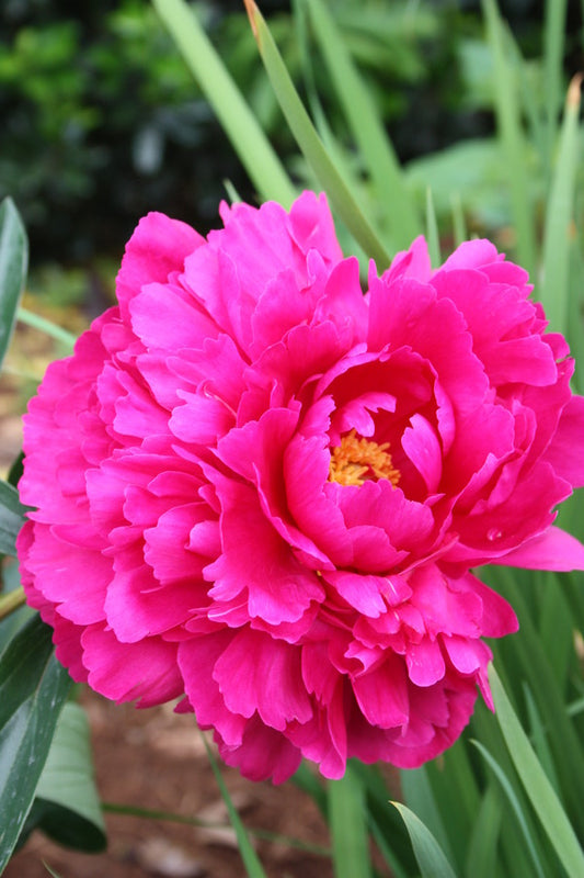 Image of Paeonia 'Kansas' taken at Juniper Level Botanic Gdn, NC by jlbg