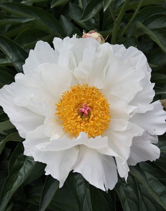 Image of Paeonia 'Krinkled White' taken at Juniper Level Botanic Gdn, NC by JLBG