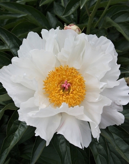Image of Paeonia 'Krinkled White' taken at Juniper Level Botanic Gdn, NC by JLBG