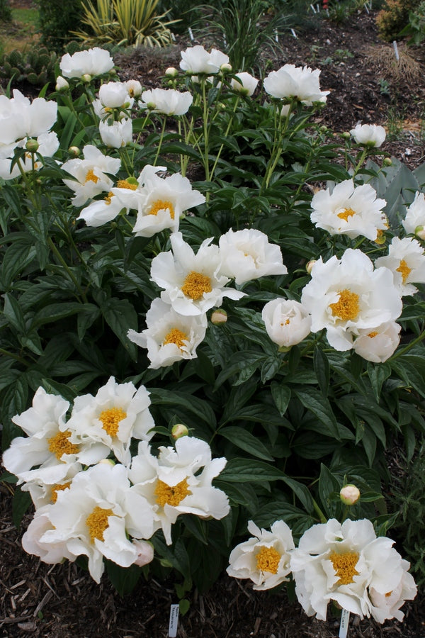 Image of Paeonia 'Krinkled White' taken at Juniper Level Botanic Gdn, NC by JLBG