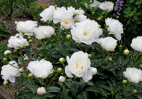 Image of Paeonia 'Miss America'