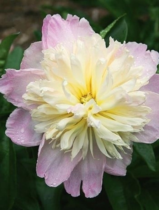Image of Paeonia 'Raspberry Sundae' taken at Juniper Level Botanic Gdn, NC by JLBG
