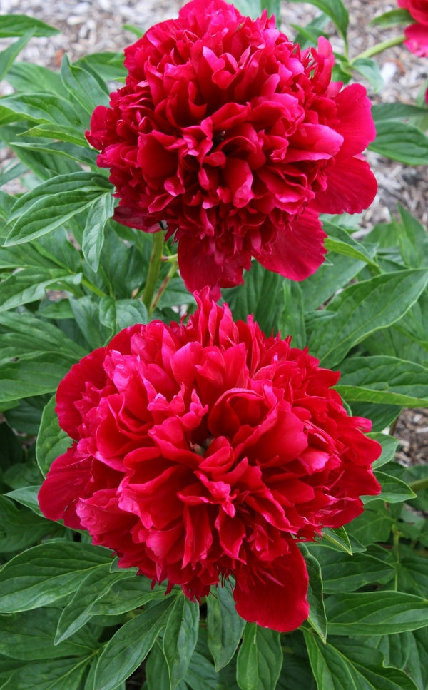 Image of Paeonia 'Red Charm' taken at Juniper Level Botanic Gdn, NC by JLBG