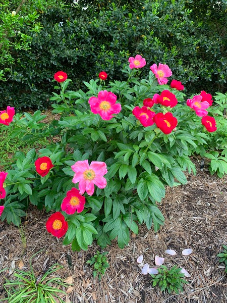 Image of Paeonia 'Scarlet O'Hara' taken at Juniper Level Botanic Garden, Raleigh NC by Lidia Churakova